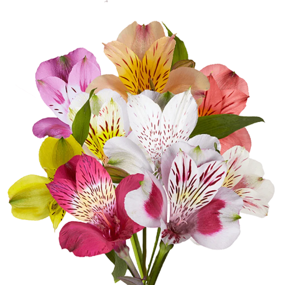 Alstromeria