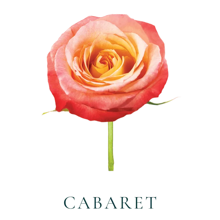 Róża Cabaret