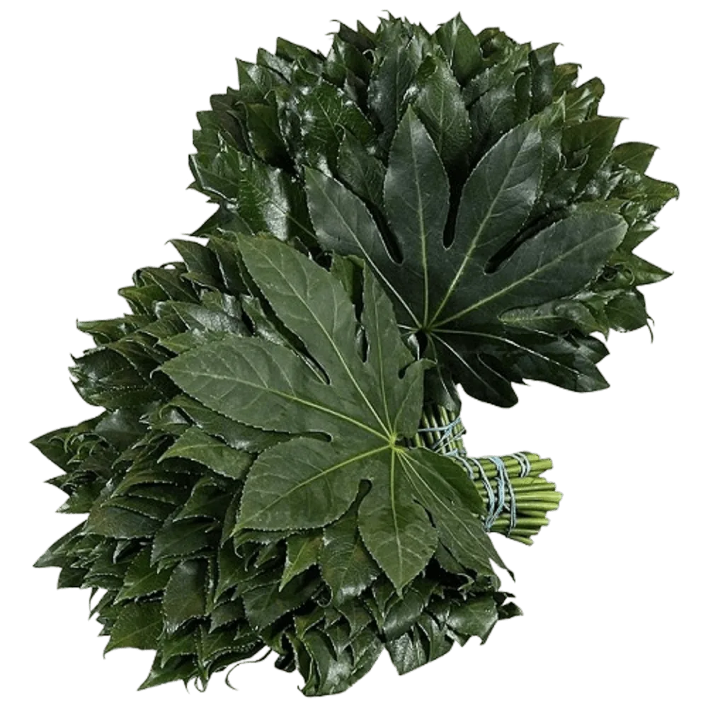 Zieleń